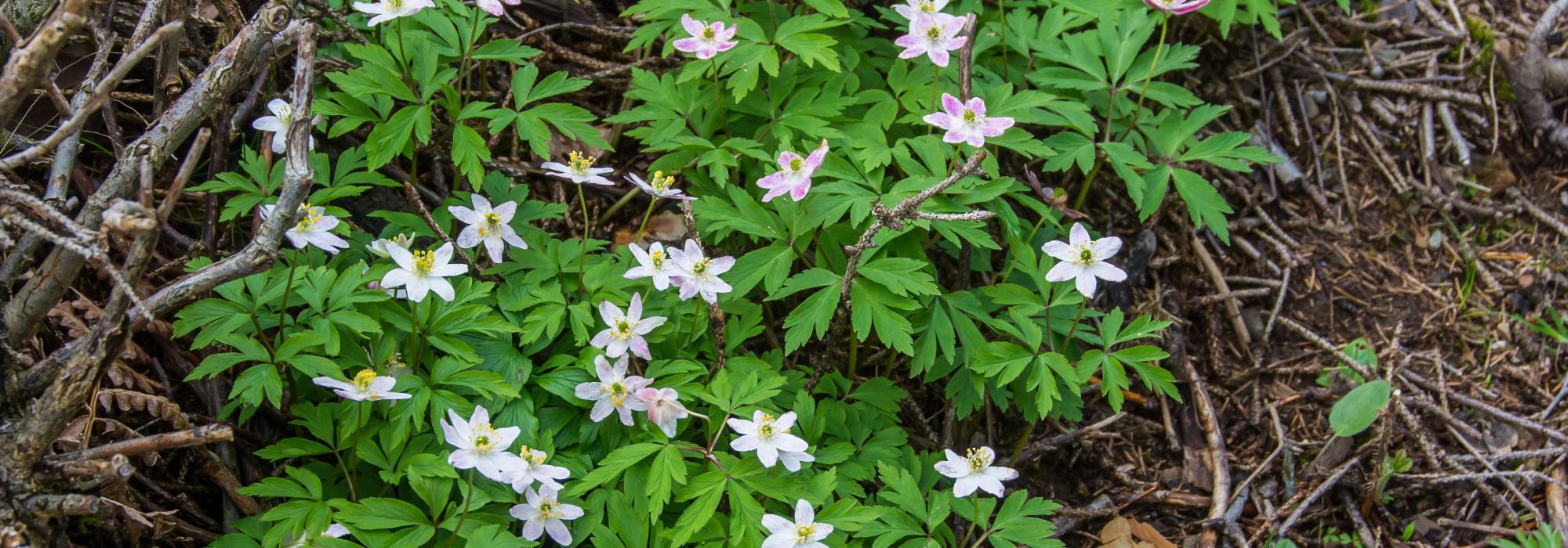 Ut på tur Tofte og Filtvet: Vårtur i Holtnesdalen