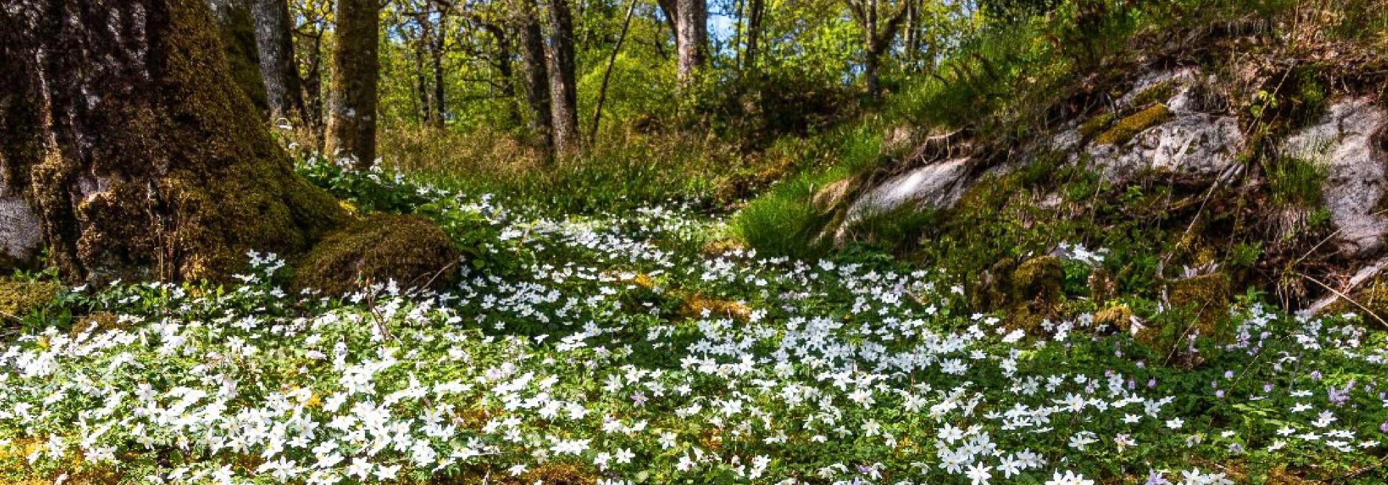 Yoga og fotturer i Bunnefjorden.