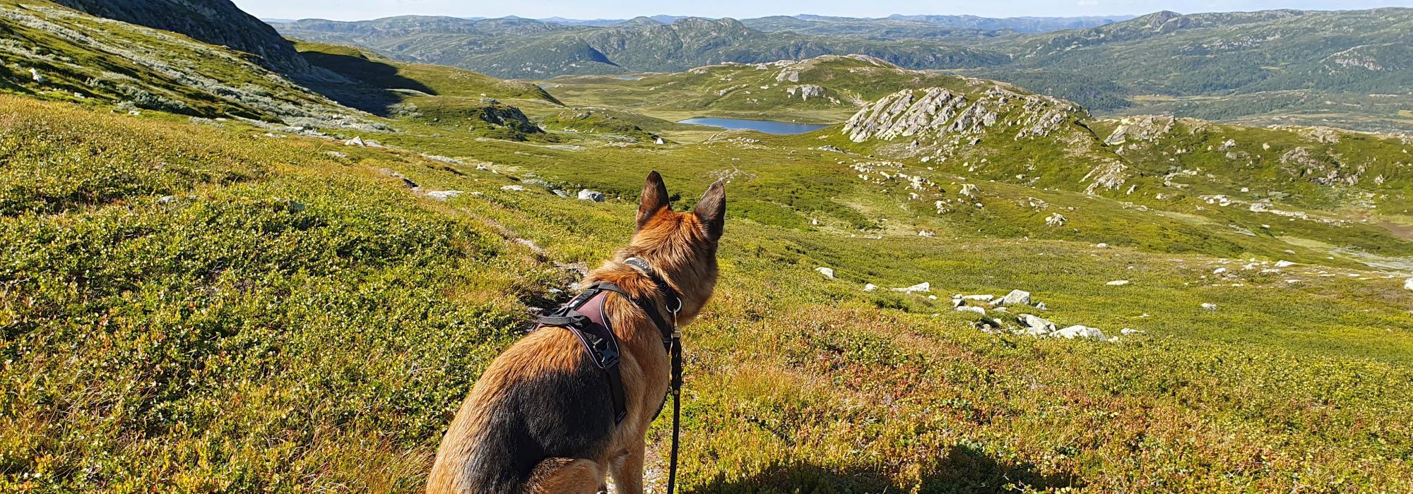 Helgetur med hund til Tuddal, Tuddal Høyfjellshotell