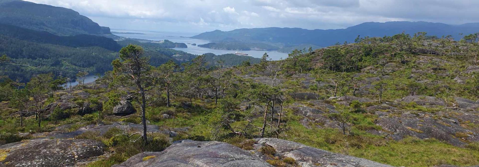 Tysingvatnet - Hambognuten