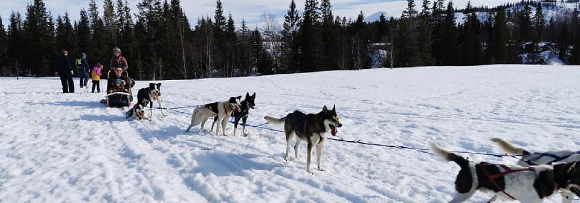 Hundesledetur på Sjåmoen
