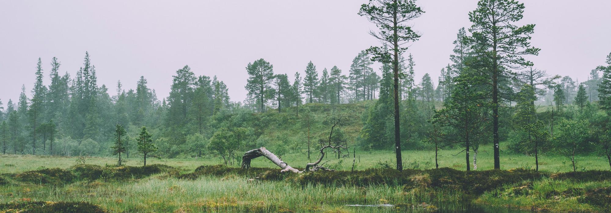 Skordalsvola (Skarven turlag)