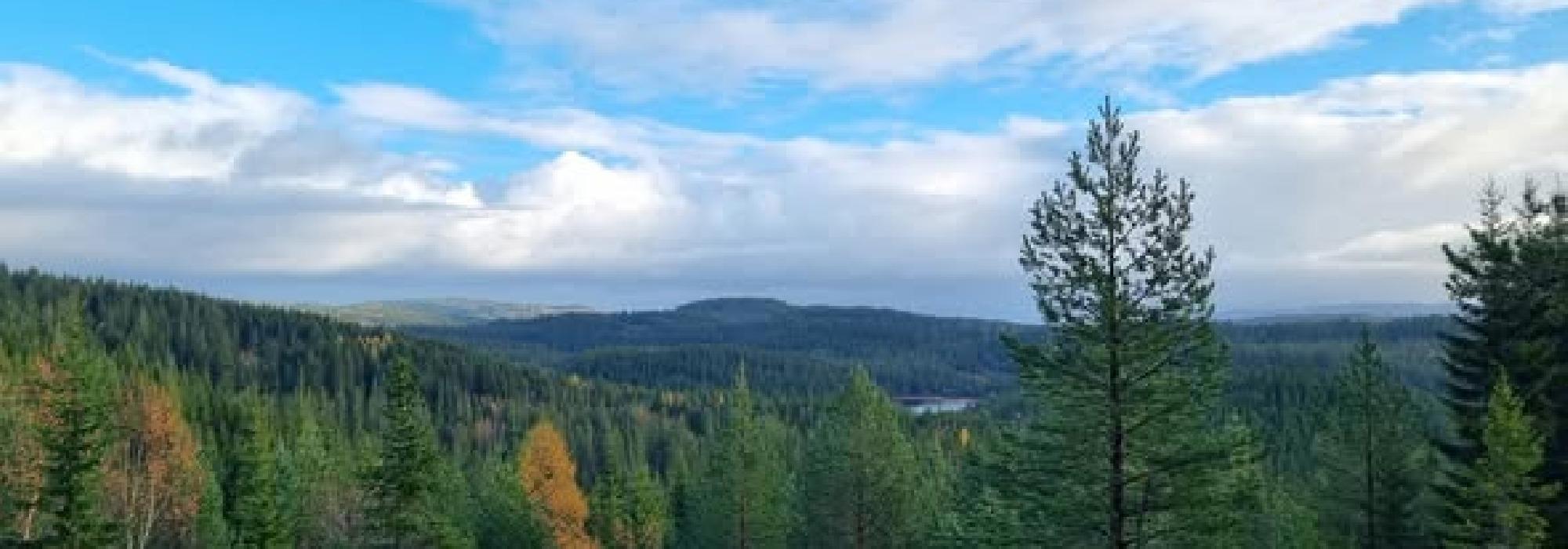 Veteranan Fra Saksvikvollen til Finn-Pål hula ved Jervfjellet***