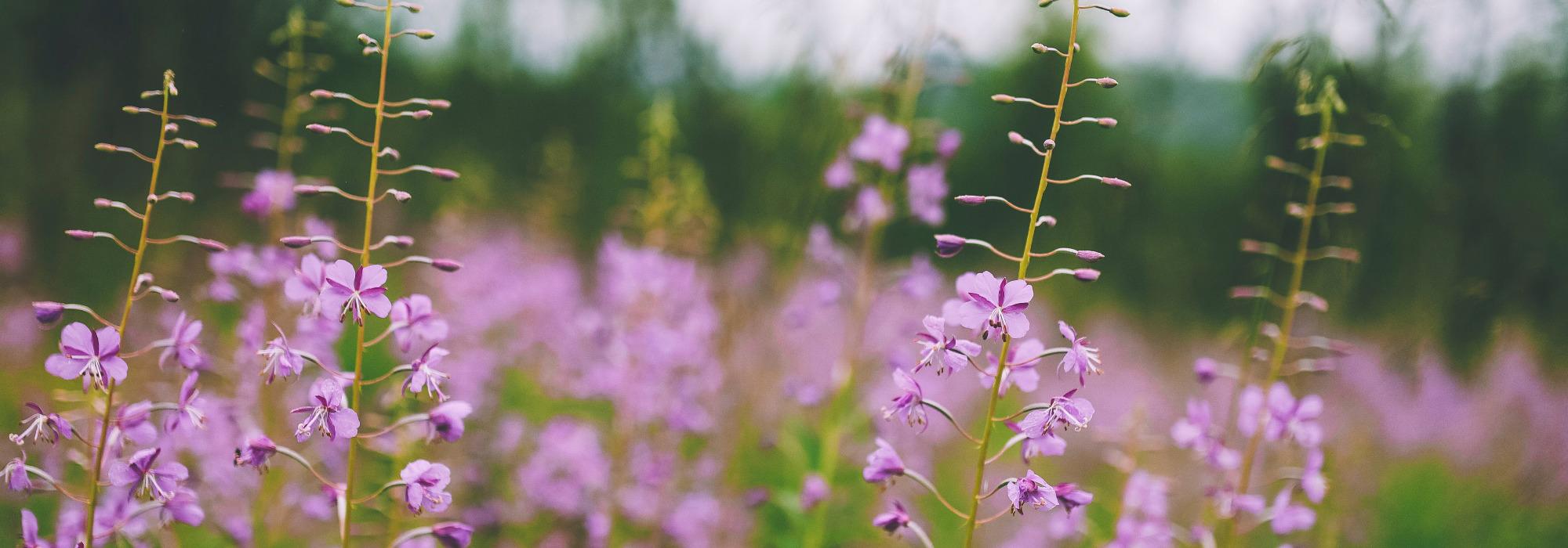 Blomstertur med Rakkestad Hagelag