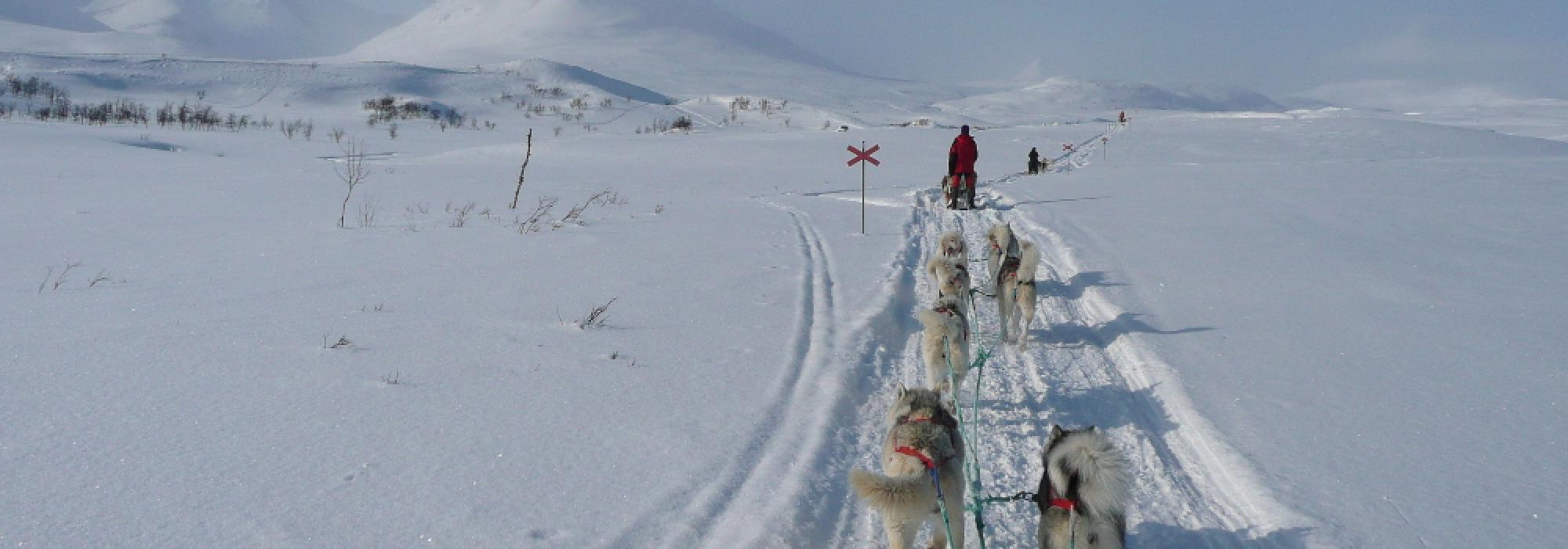 Hundesledetur i Meråker – Dagstur