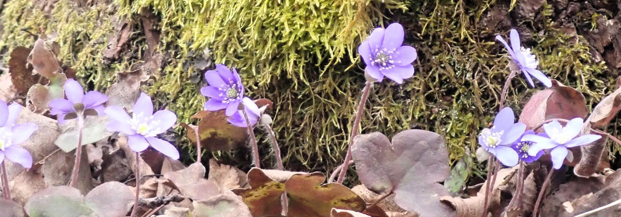 Krevende trimtur i Sørmarka