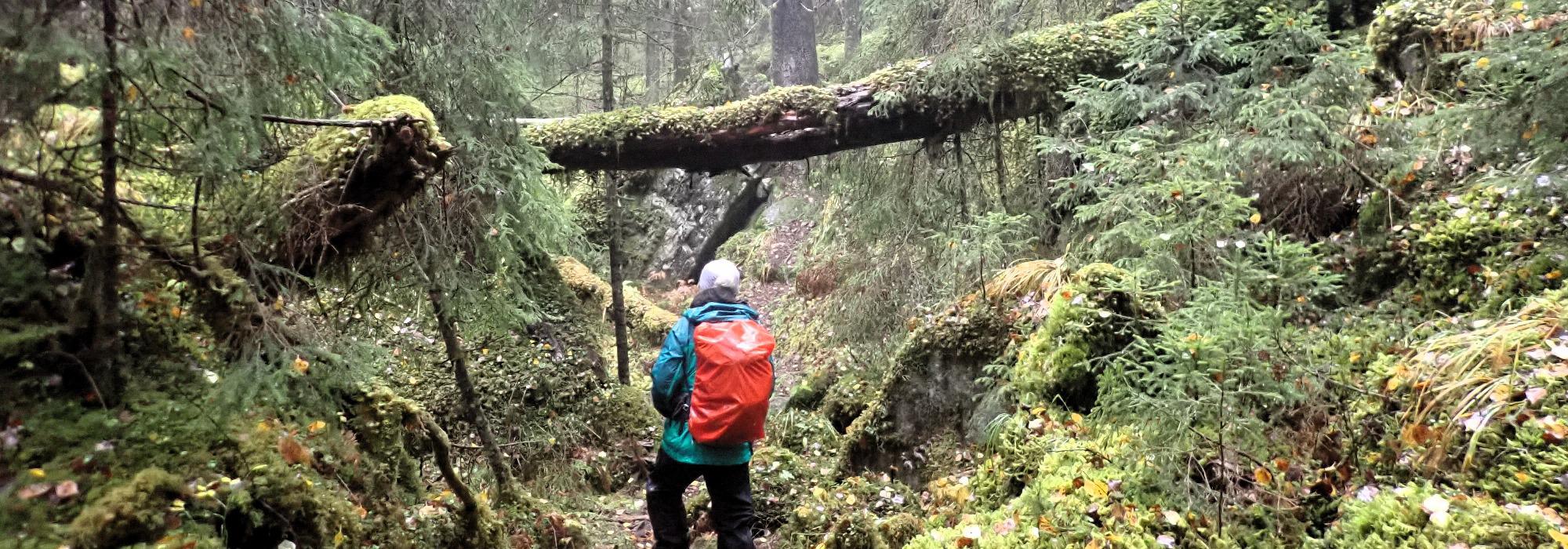 Østmarka, med Korpåsen og Skullerudmåsan