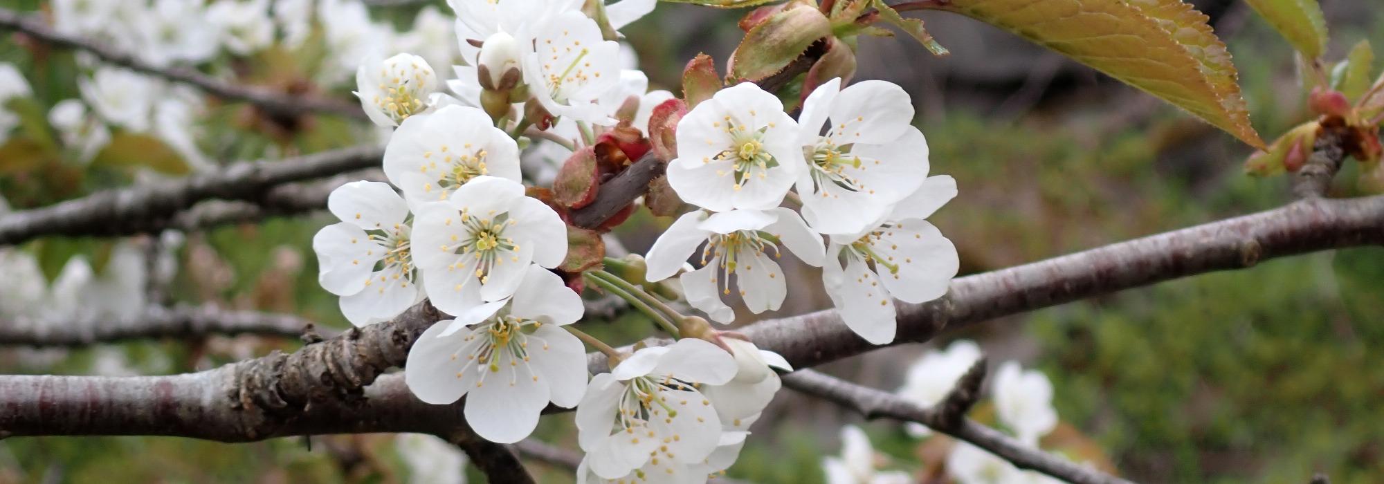 Middelalder gårder, Svartskog del 4