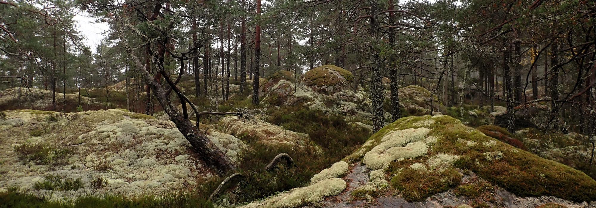 Kantoråsen - Gjersjøen