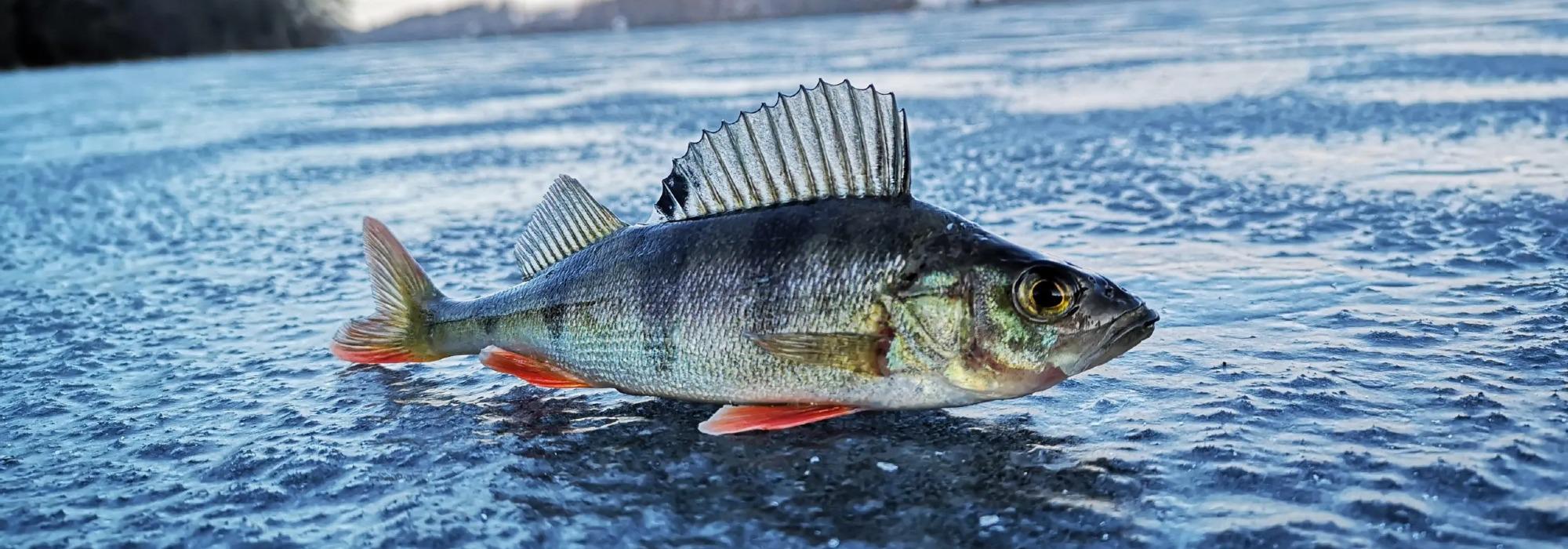 DNT UNG inviterer til Isfiske med garantert fangst