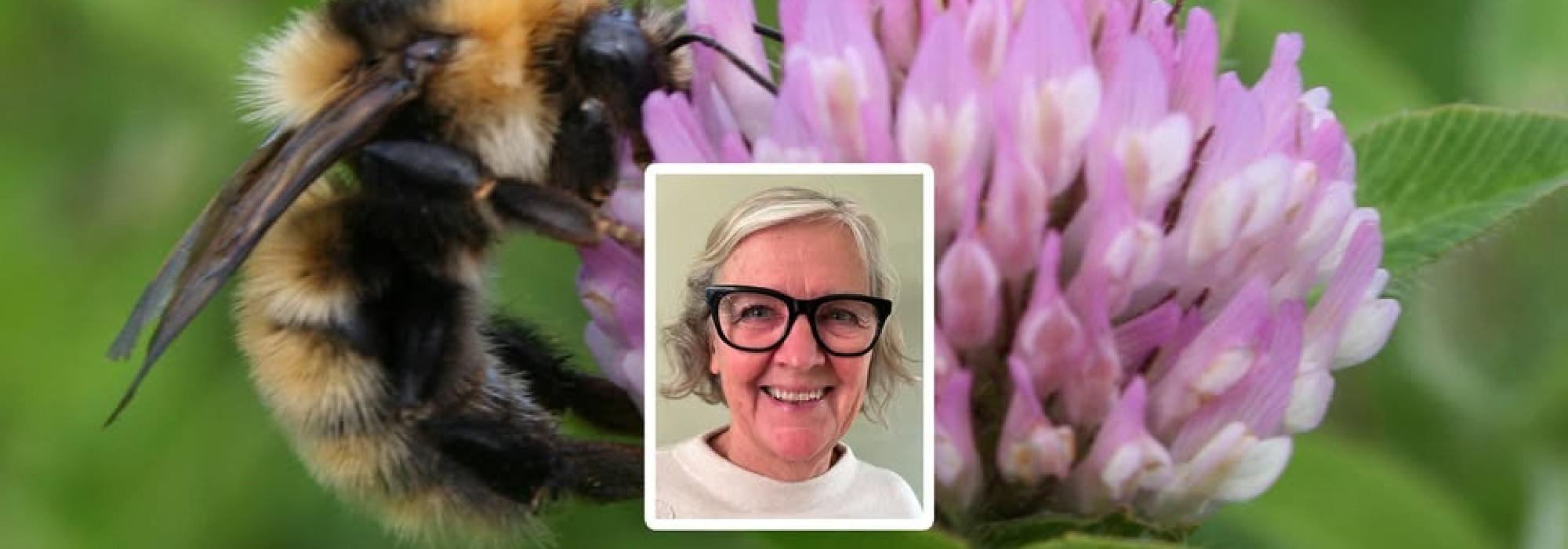 Foredrag: Hvordan hjelpe humlene i hagen