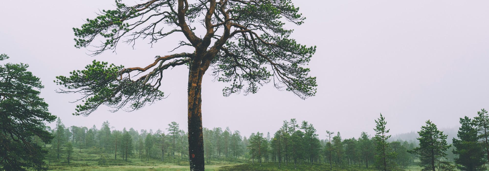 Gråvatna - Kvitfjellhytta (Skarven turlag)