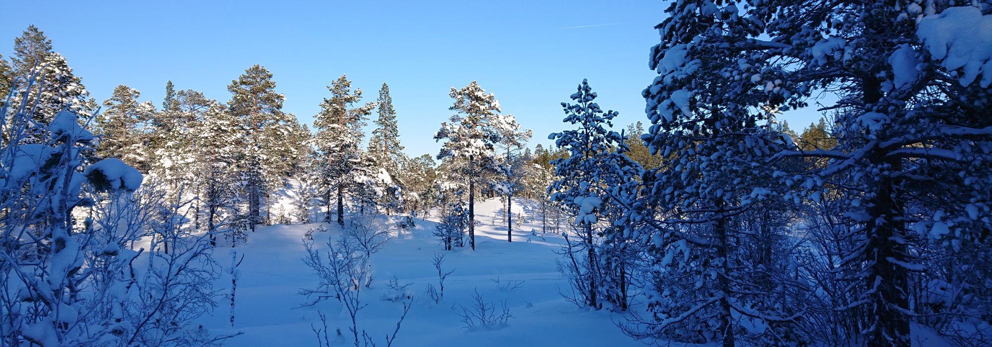 Fjellskitur i Brungmarka med TTF