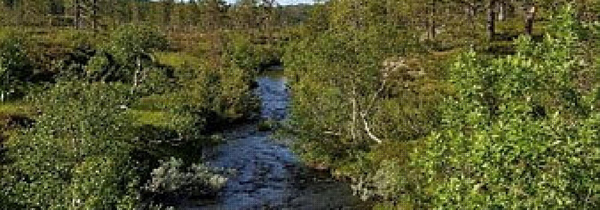 Vernbusetran, Namsos (Namdal turlag)