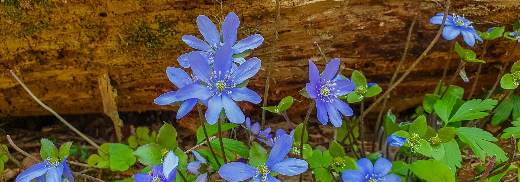 Blåveistur til Sandholmen
