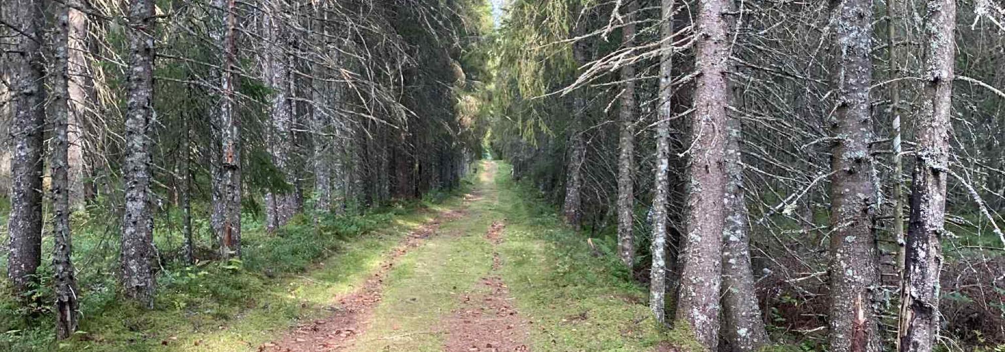 Tur langs Kapermarsj-traseen Nord Gutvik, Leka kommune (Namdal turlag)