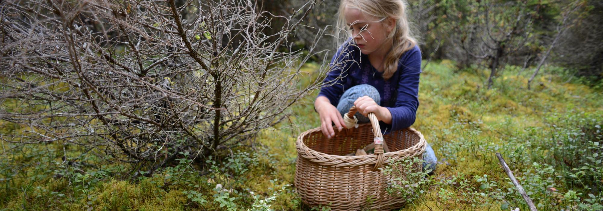 Barnas Turlag Drammen - Sopptur, hvilke sopp kan vi  spise?