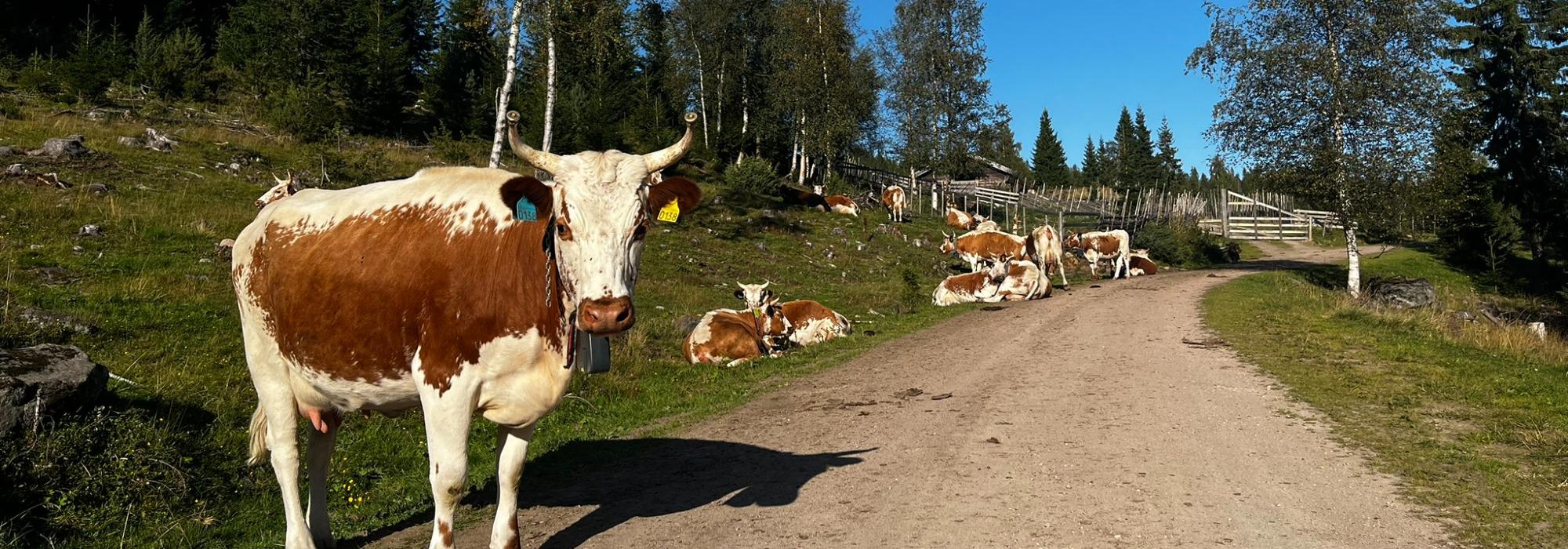 Bli med til sæters - vi går til Braskerudsætra