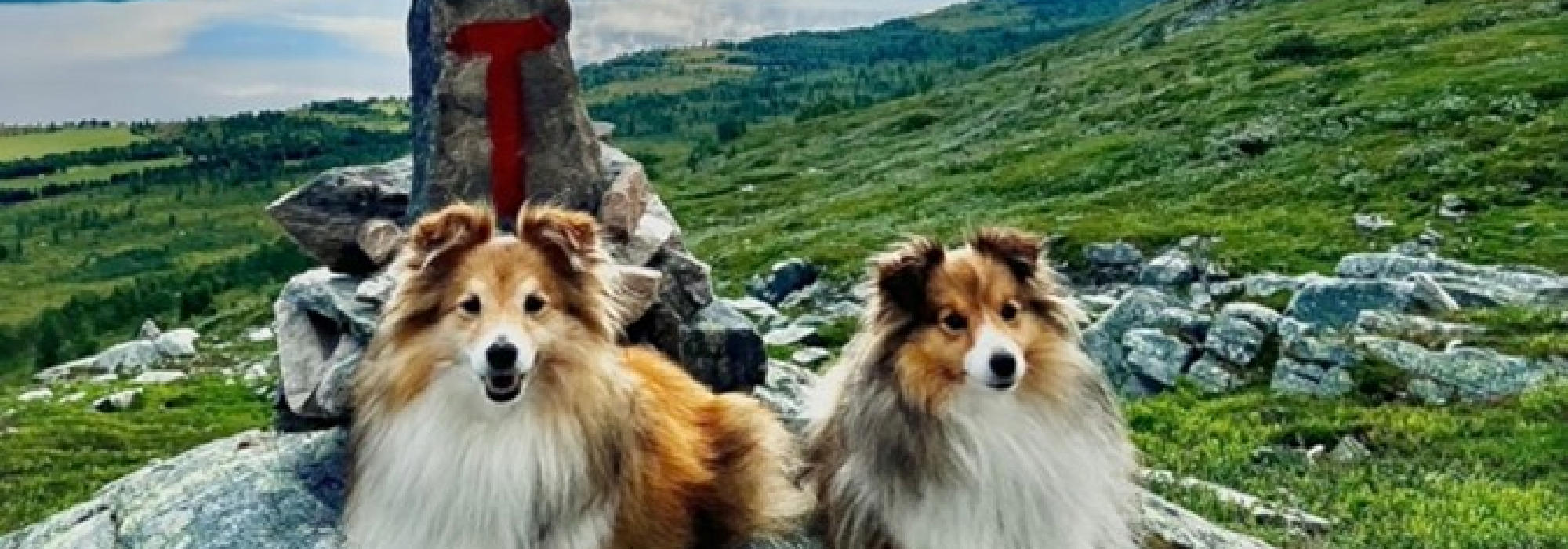 Hundecamp på Nedalshytta