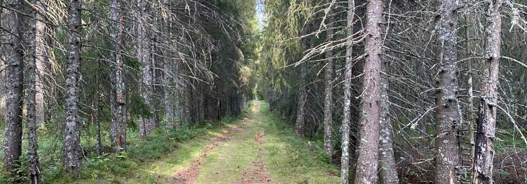 Taubanemarsjen Strompdalen Kongsmoen (Namdal turlag)