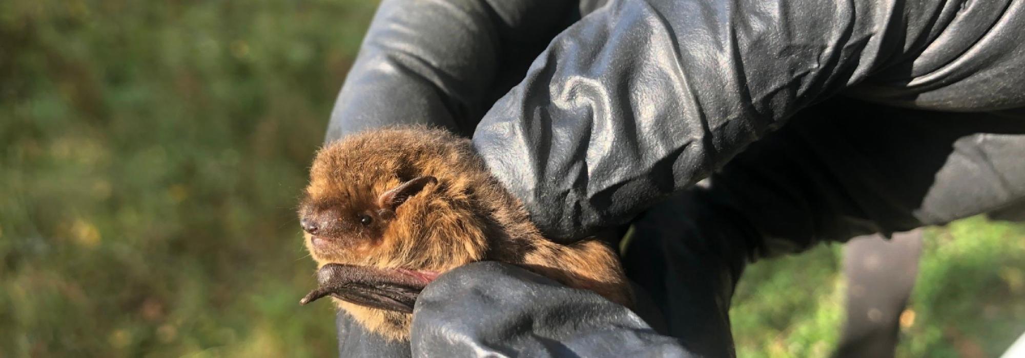 Barnas Turlag Svelvik - Kom deg ut dagen - Flaggermussafari