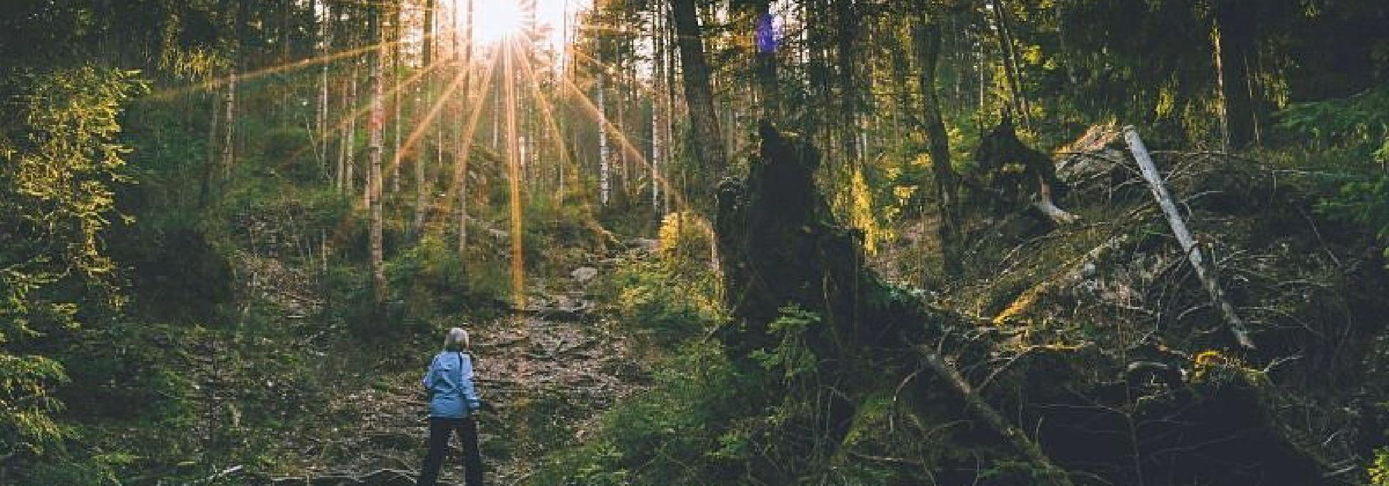 Eventyrskog i Østmarka