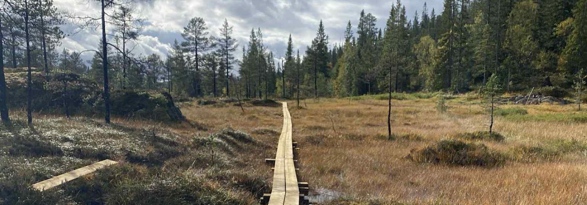 Dærga 1108 moh, Røyrvik