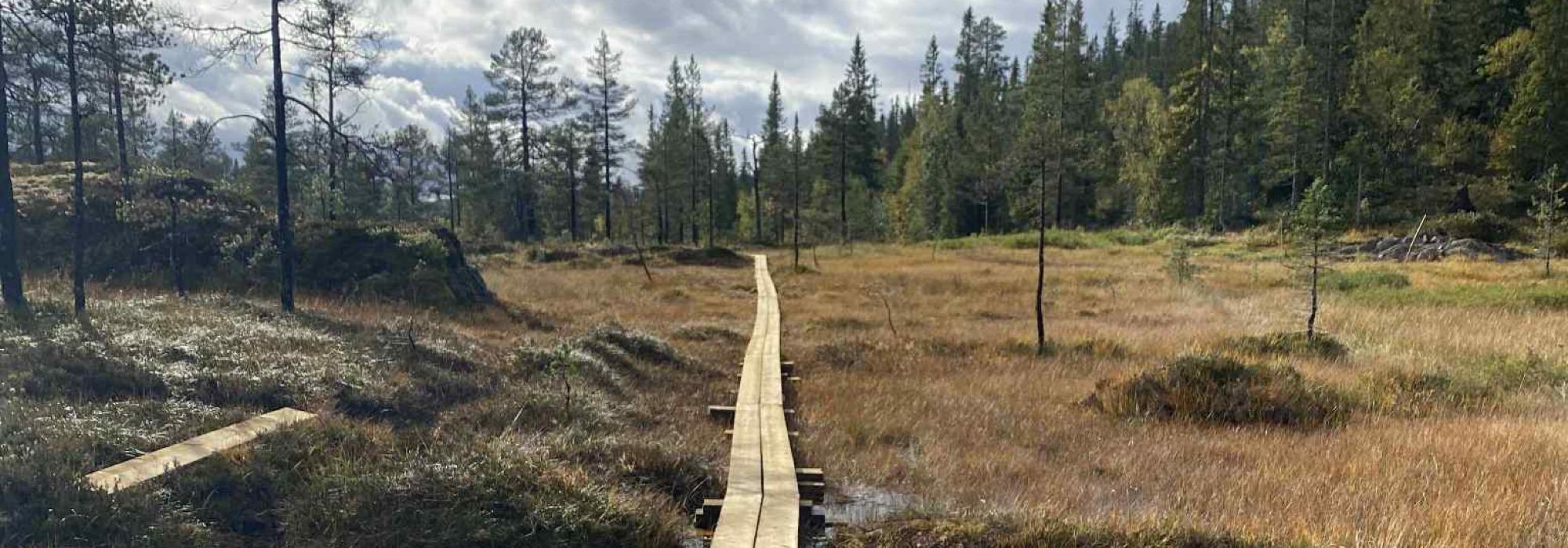 Gisen Namsskogan 1167 moh (Namdal turlag)