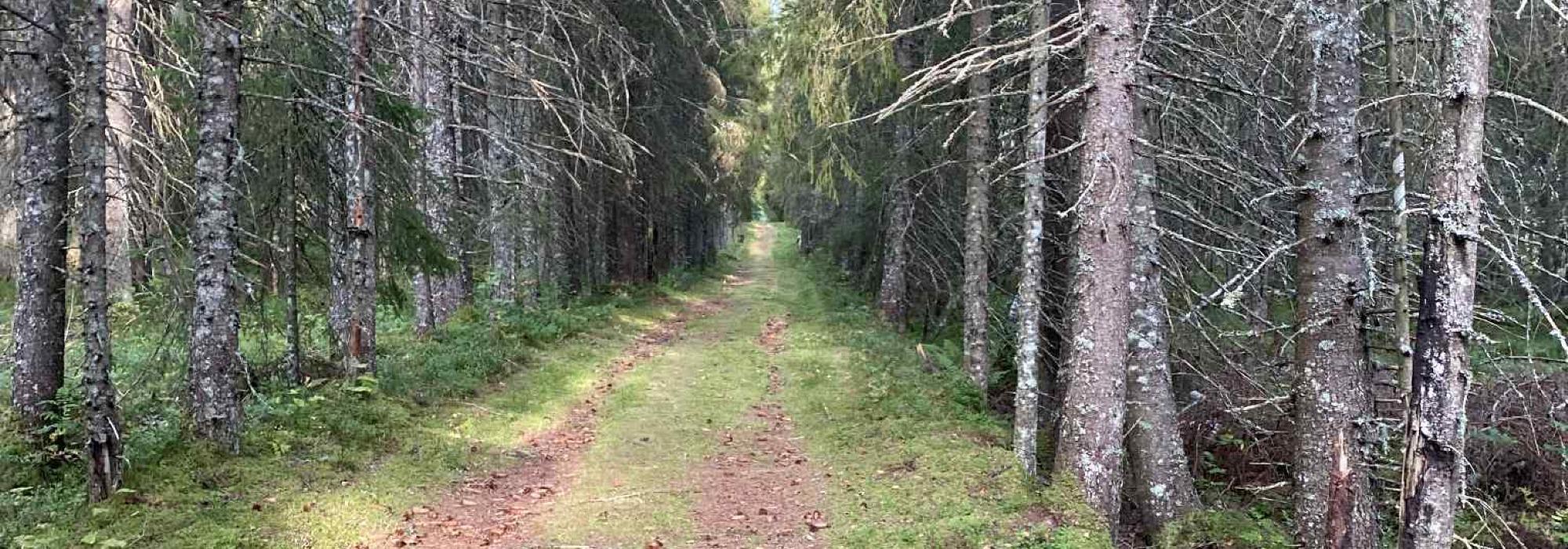 Karl Johans veg/Gamle Kongeveg (Innherred turlag)