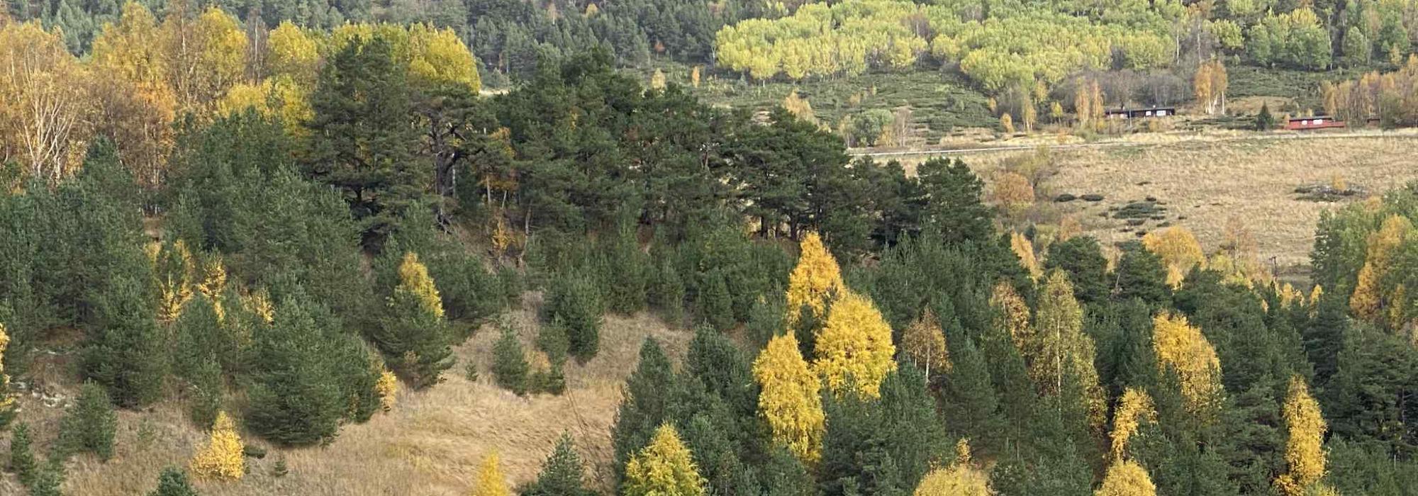 Sopptur med Innherred sopp- og nyttevekstforening (Innherred turlag)