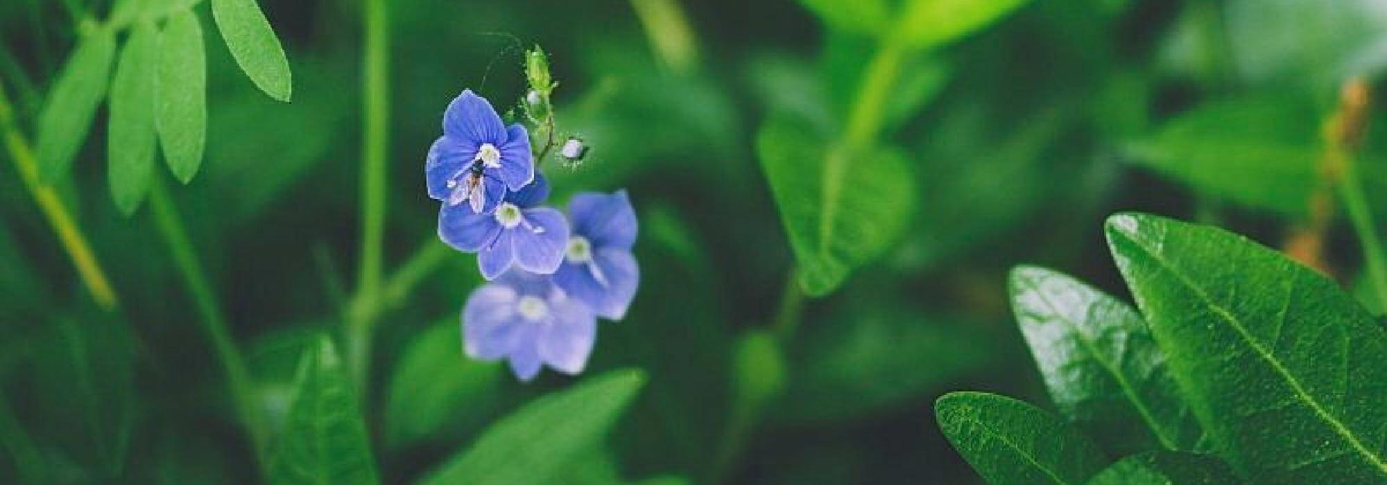 Vakker natur, Milorghule, og Helvetesveien i Lillomarka