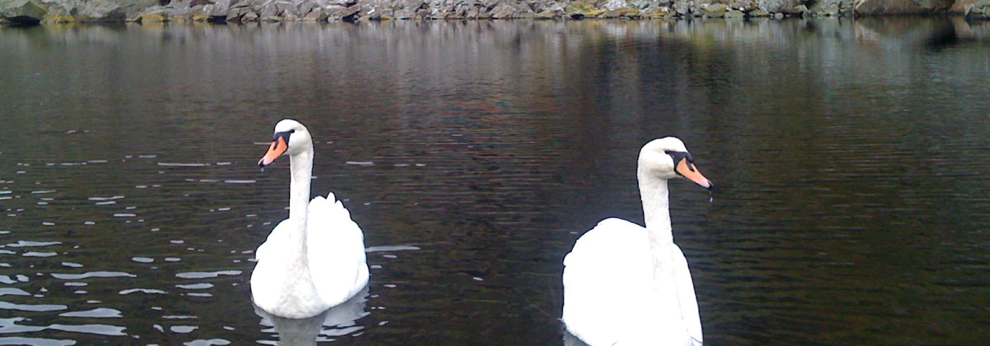 Fra Skøyen på kyststien til Halden brygge