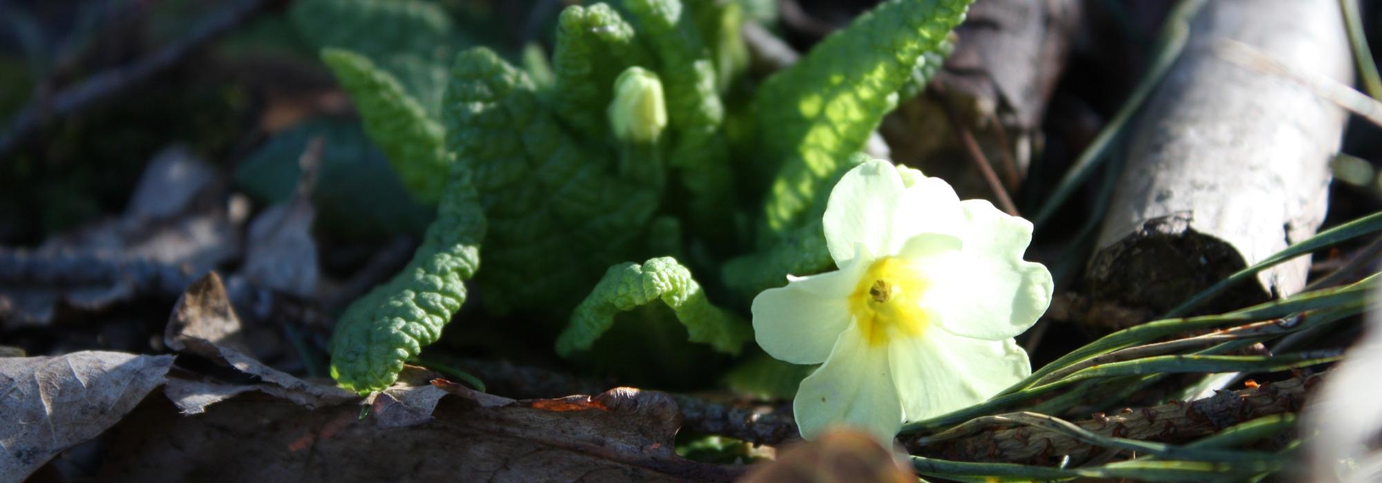 AAT - tur på dagtid - Kaldvell, Lillesand