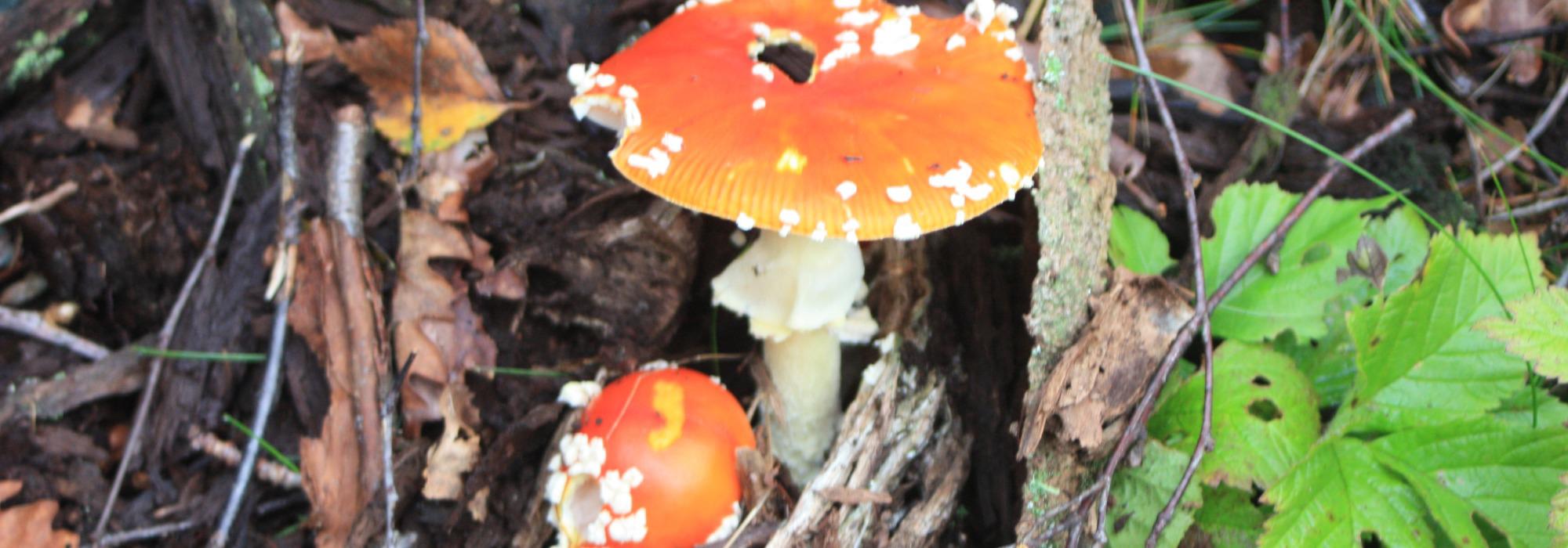 AAT - tur på dagtid - Vardåsen. Tromøy, Arendal