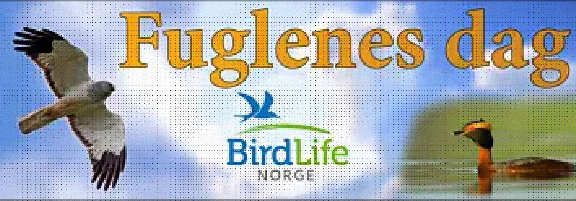 Fuglenes dag på Nesodden