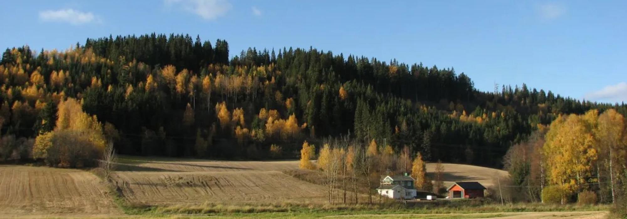 Kveldstur i Rauhaugen