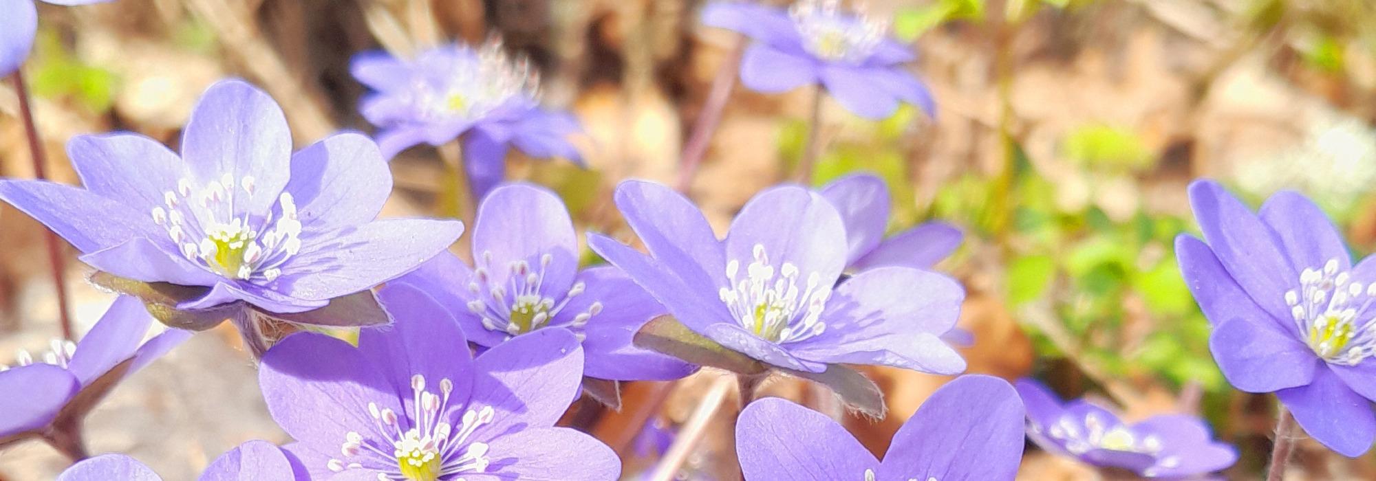Blåveistur i Røerskogen