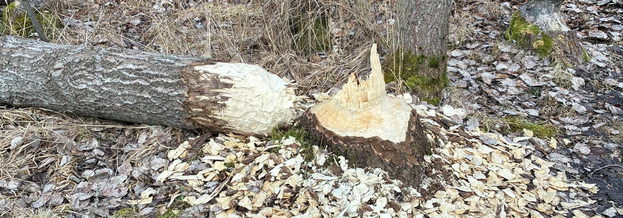 Rødsøya - Tur og Kultur