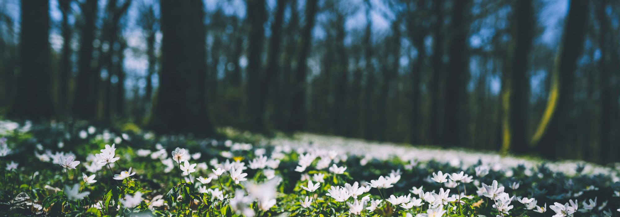 Gressvikmarka - Tur og kultur