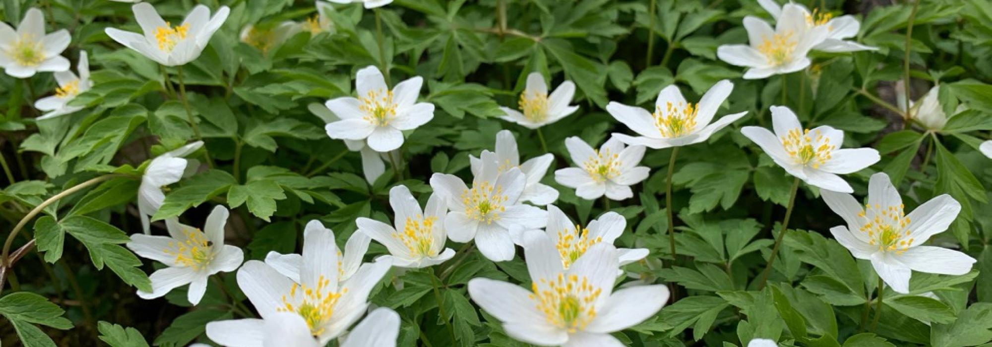 Ville og frodige Kjaglidalen - kveldstur for voksne