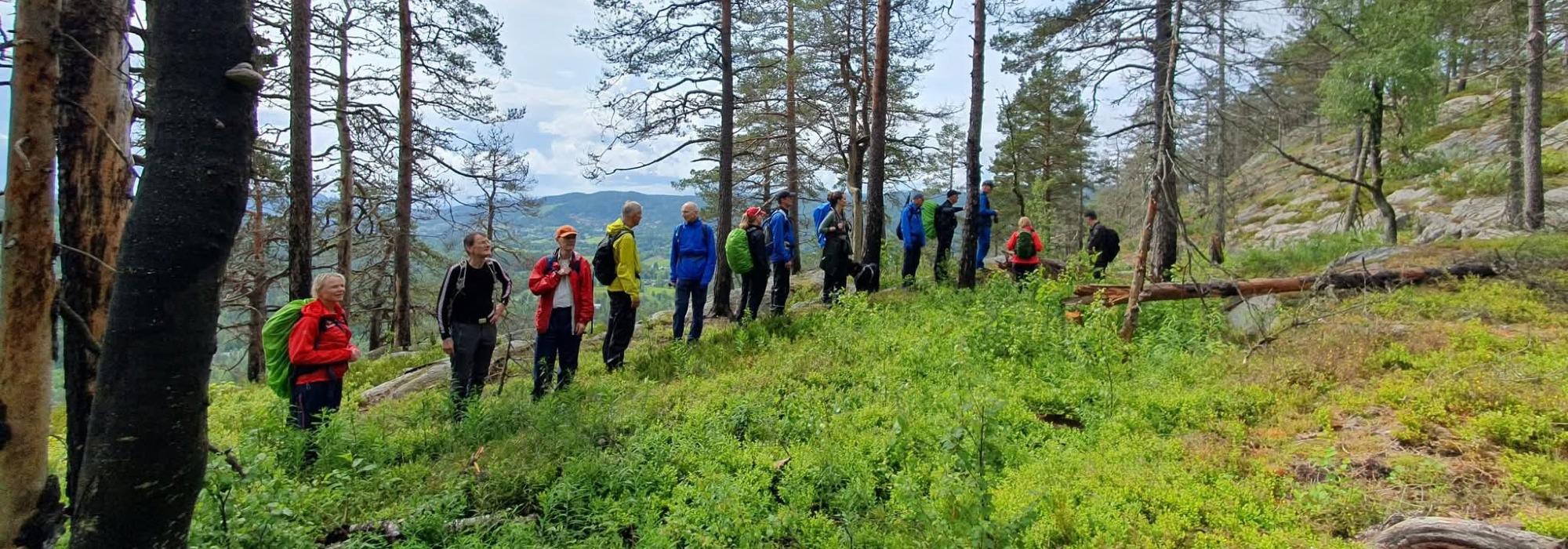 Åmotkollene og Kollevann – kveldstur for voksne