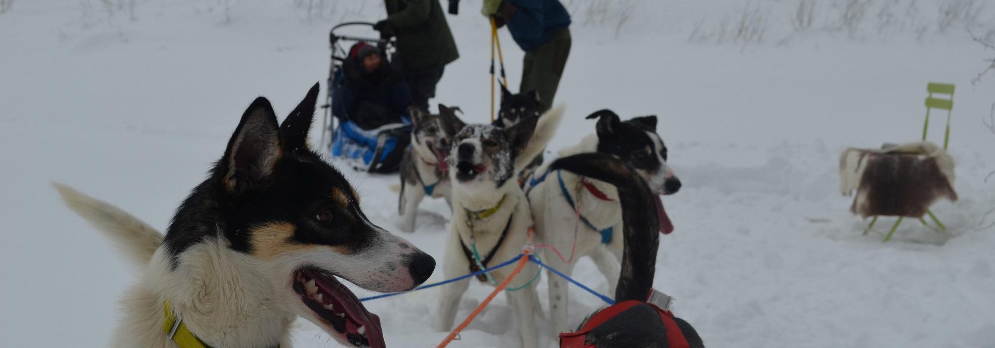 DNT Junior Nome og Midt-Telemark - Hundekjøring