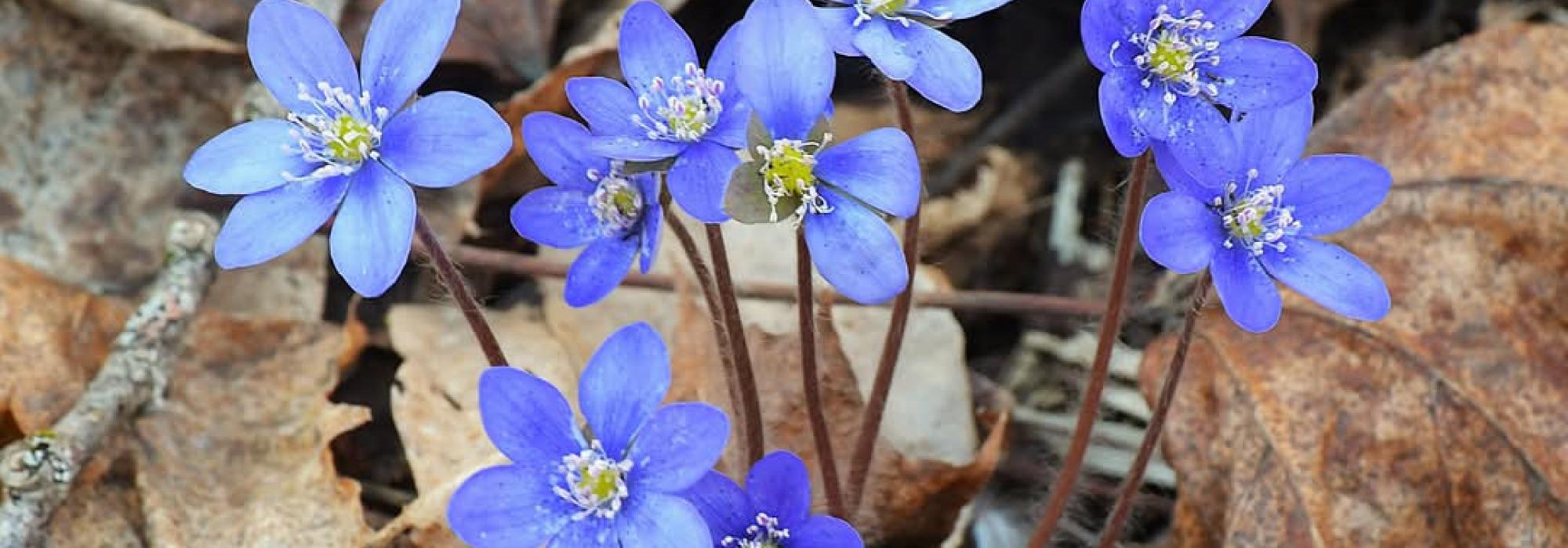 UTSETTES/FLYTTES TIL ANNEN DATO!!!!  Seniorgruppa:  Torsdagstur i Holtebygda