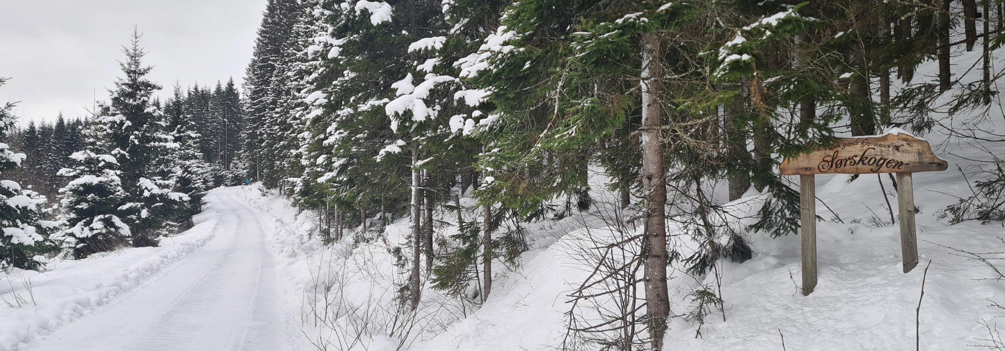 Vintertur til Sørskogen
