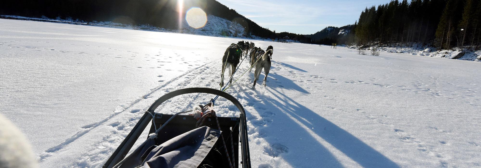 DNT Junior Skien- Hundekjøring!
