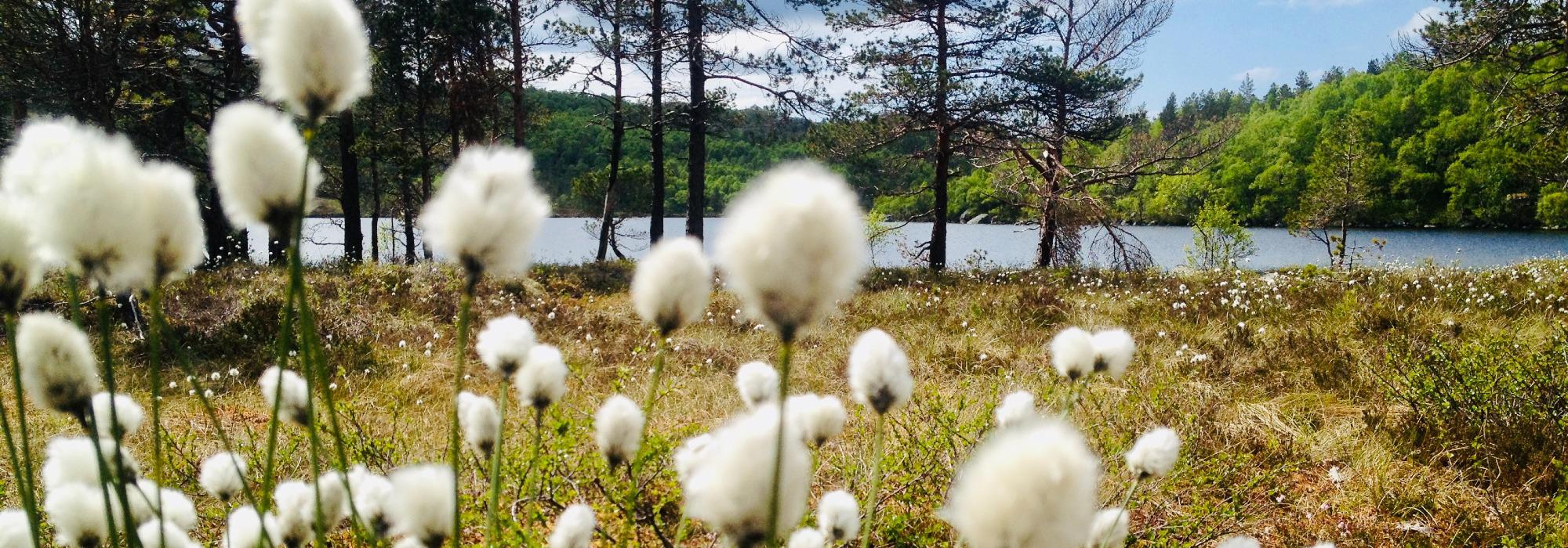 Turlagets 25-års-jubileum - Bjødnabu