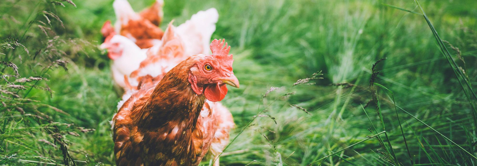 Turboklubben Florvåg - Gårdsbesøk