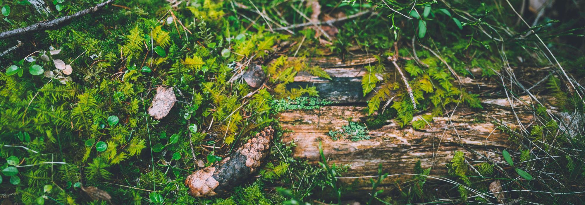 Akerselva - Seniorgruppa