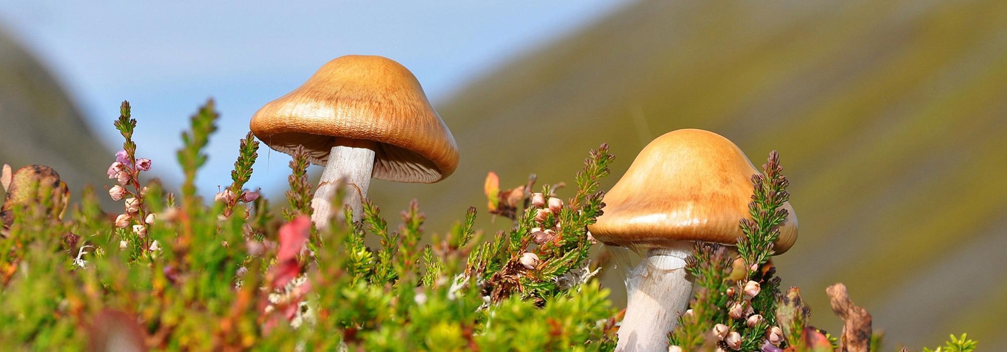 Høsttur med sopplukking med DNT Romsdal fellestur