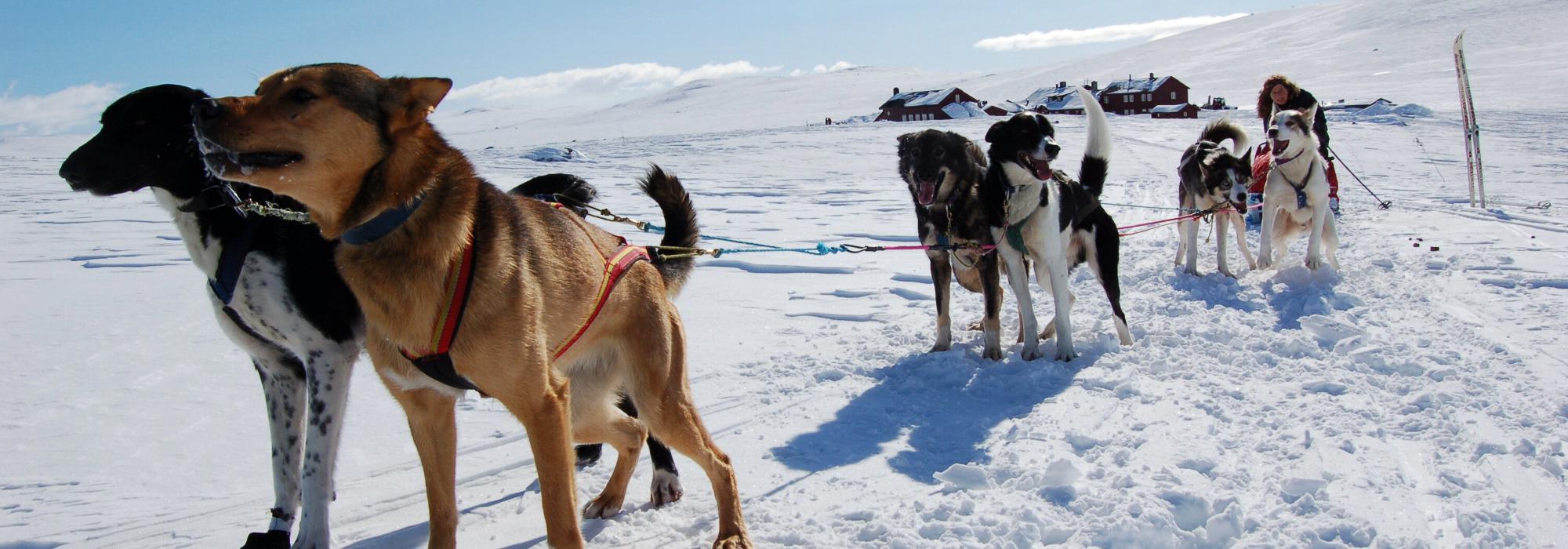 Barnas Turlag Nore&Uvdal  - Hundekjøring i slede